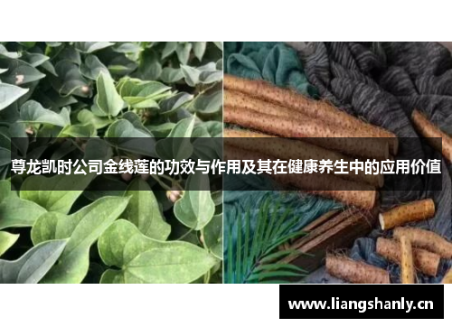 尊龙凯时公司金线莲的功效与作用及其在健康养生中的应用价值